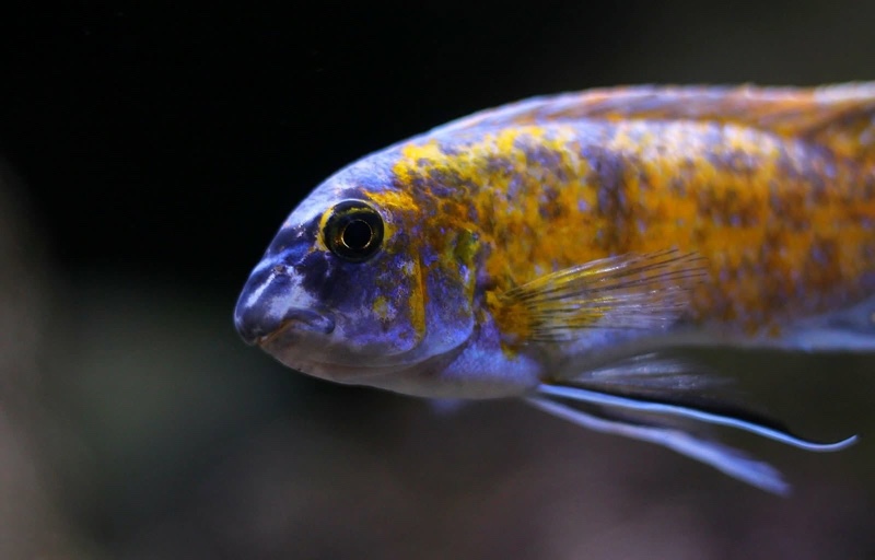 Labeotropheus fuelleborni 'Katale Island'